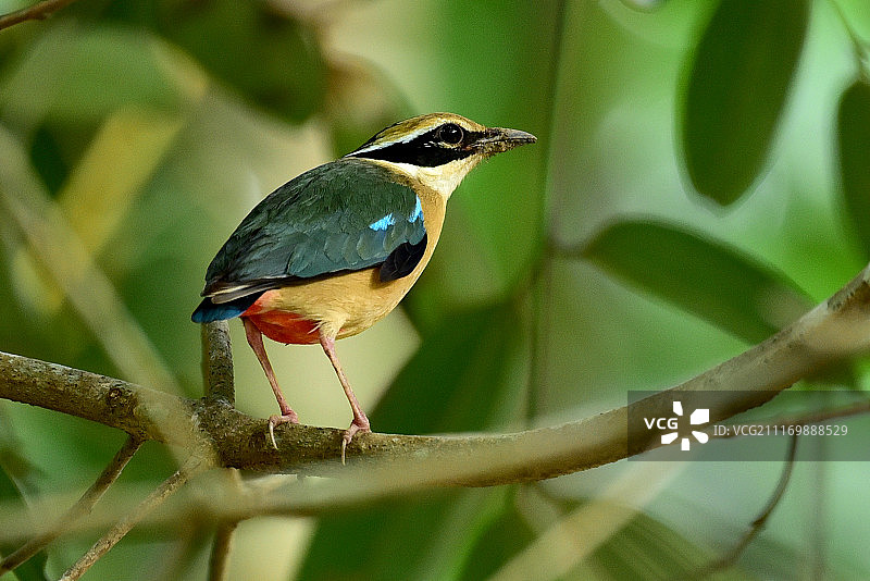 印度八色鸫图片素材