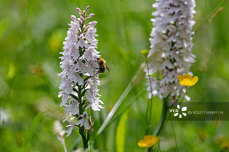斑叶舌喙兰图片素材