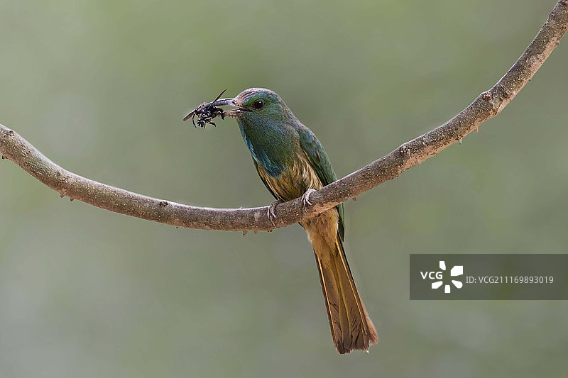 蓝须蜂虎图片素材
