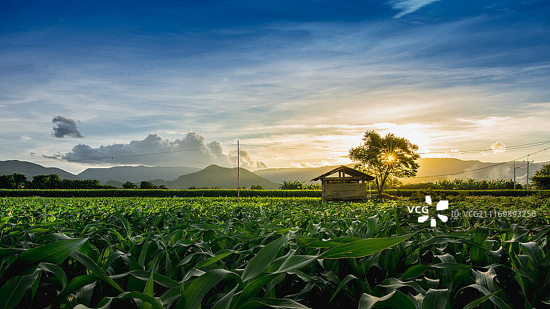 泰国玉米田日落景色图片素材
