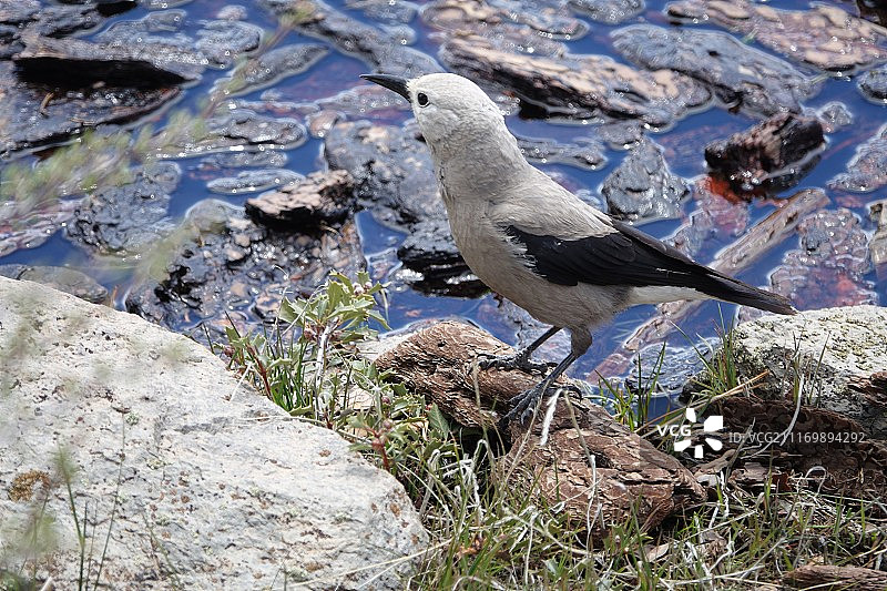 岩石上的白色鸟类图片素材