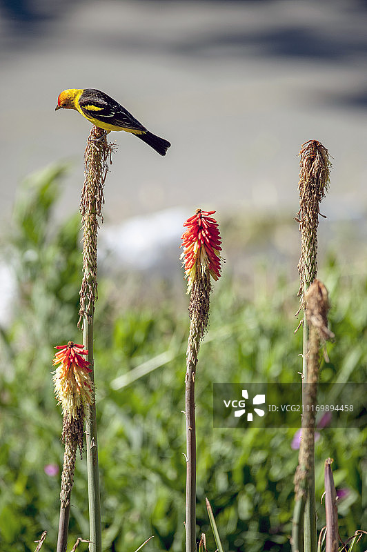 西部红雀与火炬花图片素材