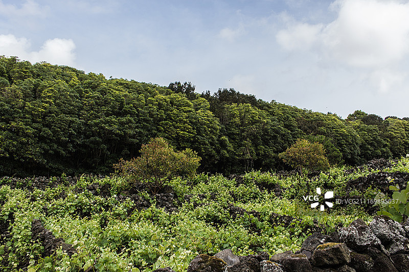 葡萄园图片素材