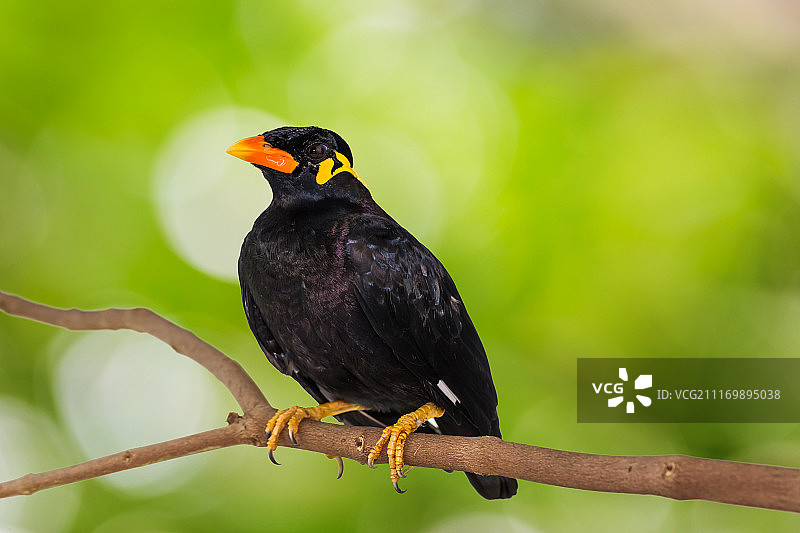普通鹩哥图片素材
