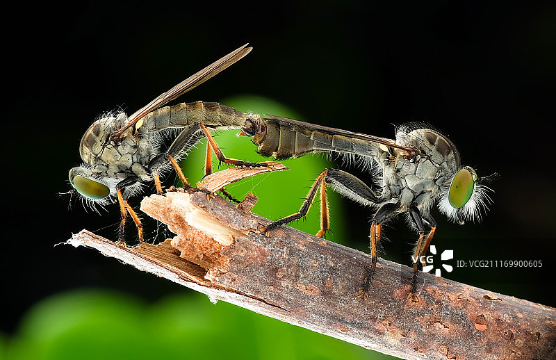 强盗蝇交配图片素材