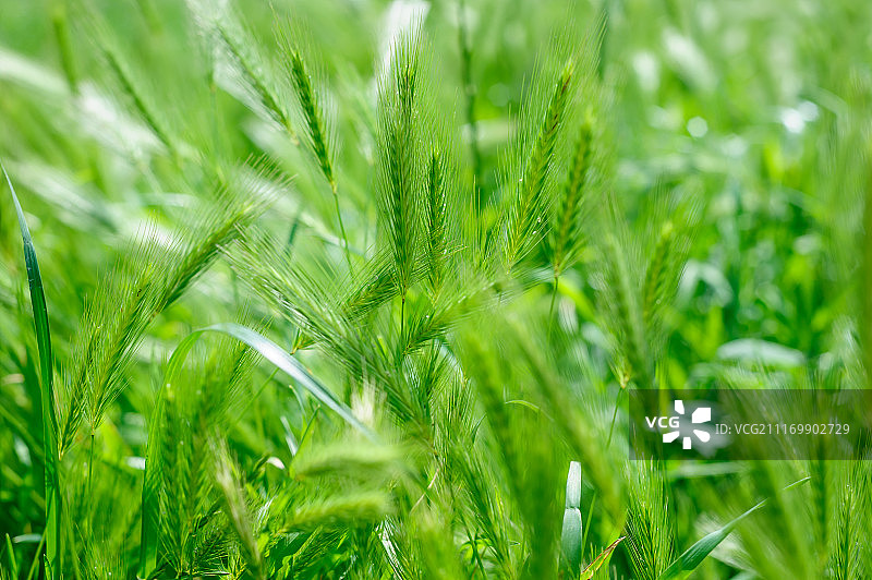 绿色拉斯穗背景图片素材