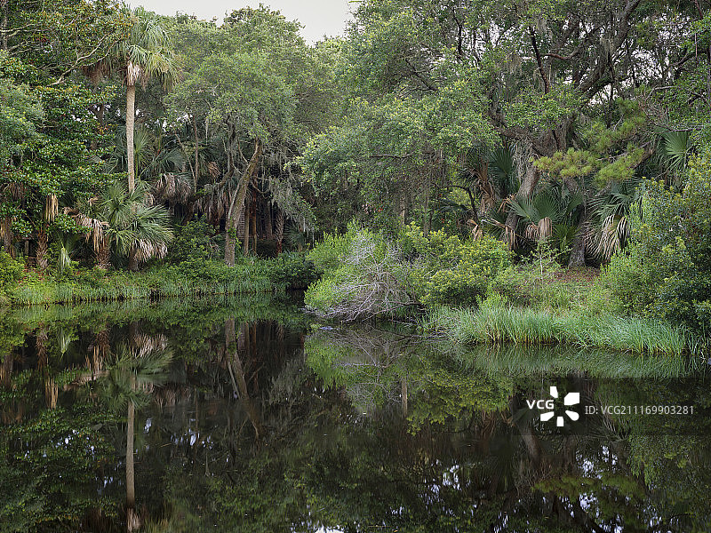擅长隐藏的鳄鱼图片素材