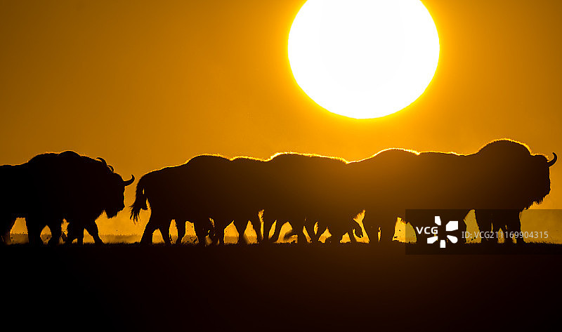 阳光下的野牛群图片素材