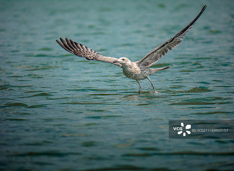 海鸥图片素材