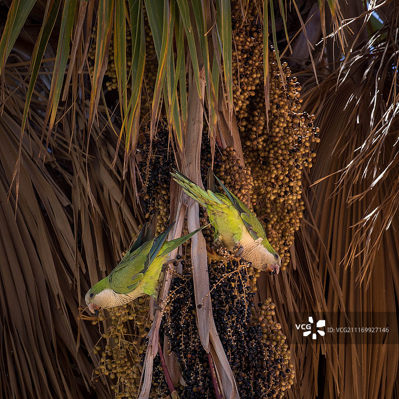 和尚鹦鹉图片素材