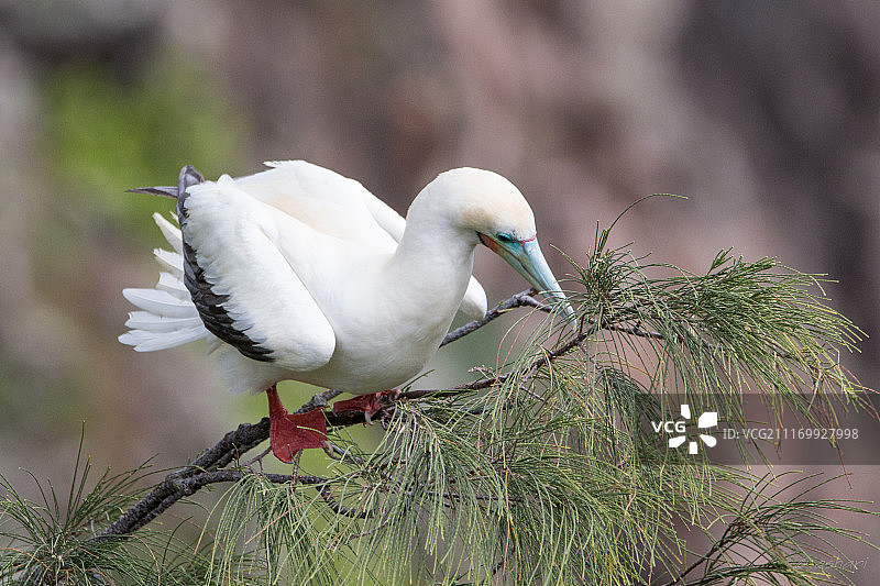 红脚鲣鸟图片素材