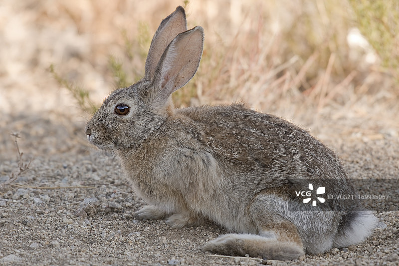 沙漠棉尾兔图片素材