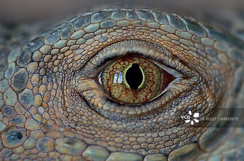 鬣蜥的眼睛图片素材