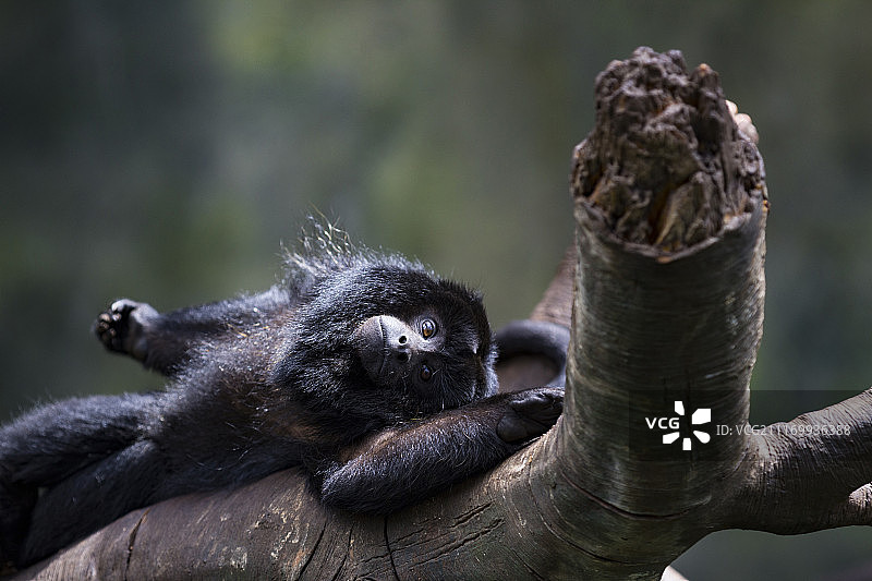 黑吼猴图片素材