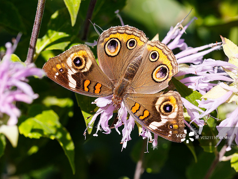 七叶树之美图片素材
