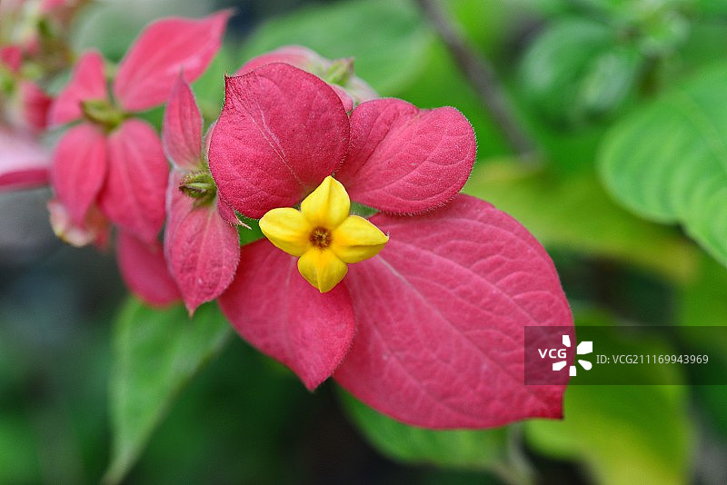 热带花卉图片素材