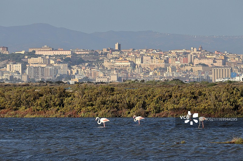 卡利亚里的火烈鸟图片素材