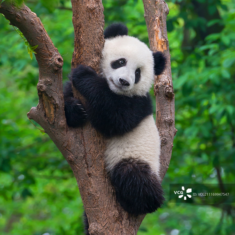 树上可爱的熊猫图片素材