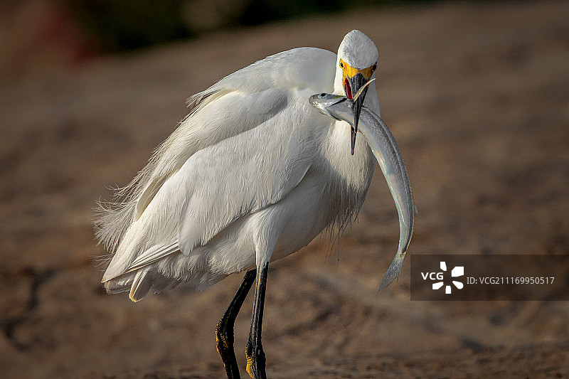好的，我明白了，接下来是什么？图片素材