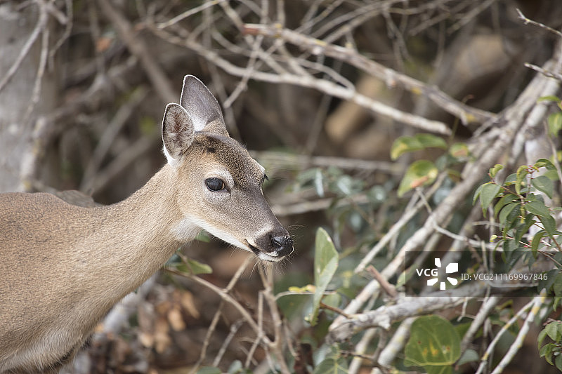 近距离拍摄基鹿图片素材