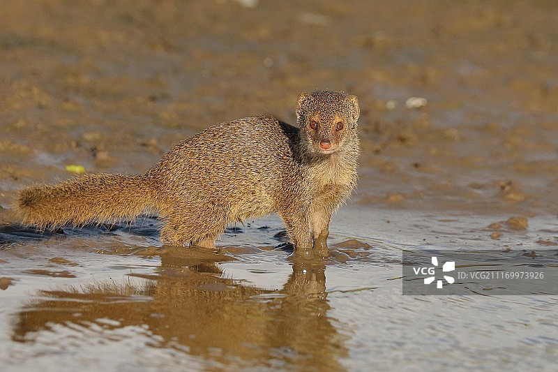 小爪哇獴图片素材