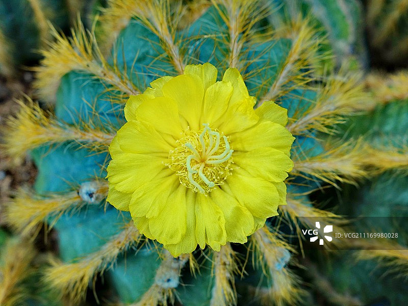 黄花植物特写图片素材