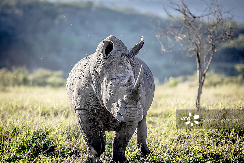 南非白犀牛图片素材