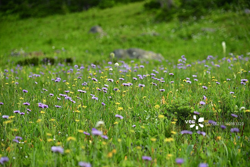 山地紫菀图片素材