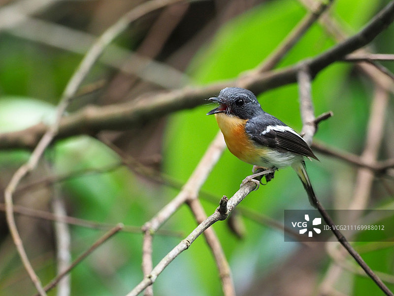 棕胸鹟图片素材