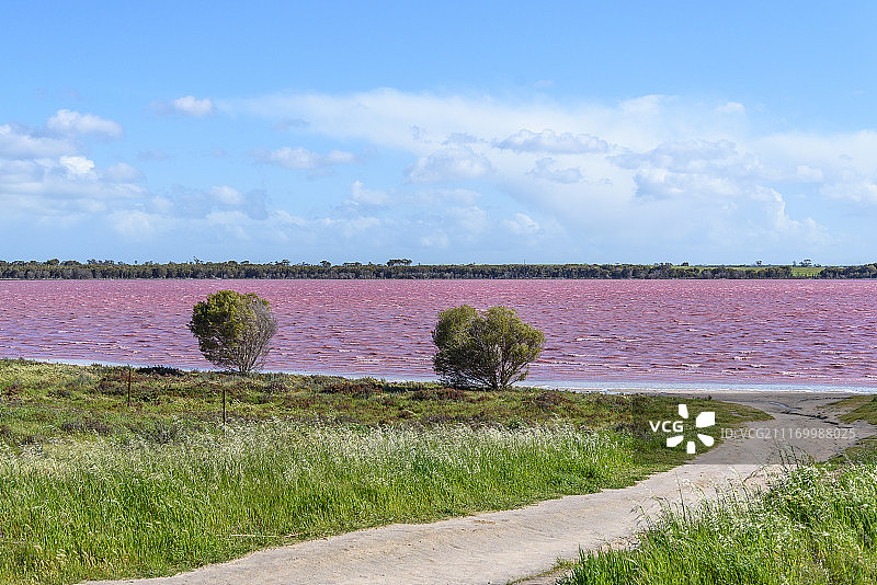 春季粉红湖图片素材