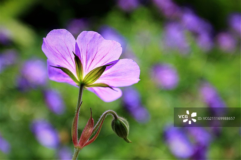 美丽的背影图片素材