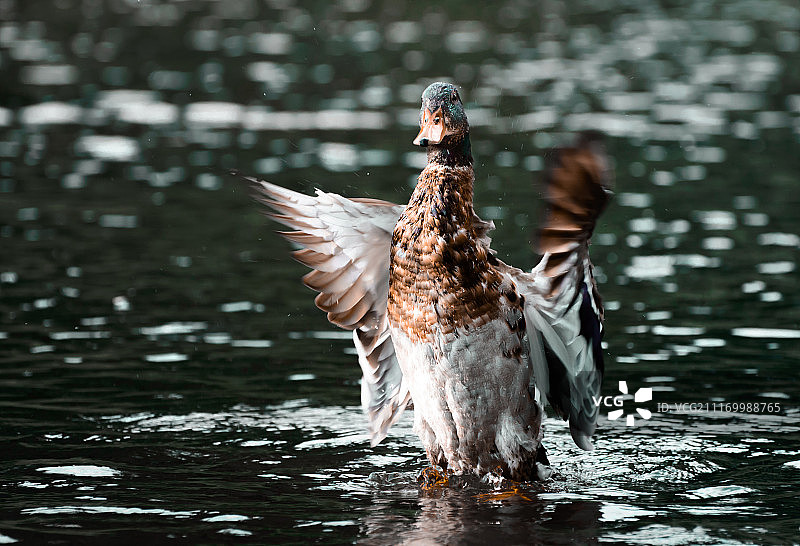 戏水鸭展示图片素材