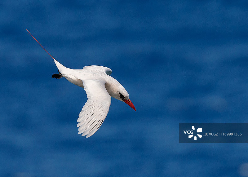 红尾鹲图片素材