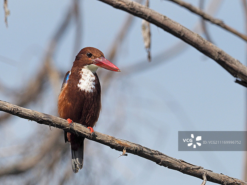 普通翠鸟（Alcedo atthis）在裸枝上特写图片素材