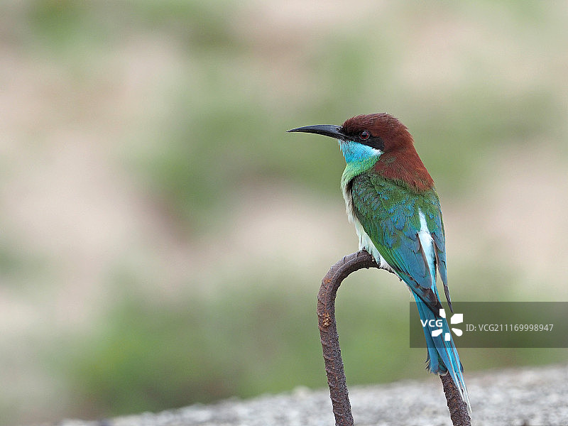 蓝喉蜂虎图片素材