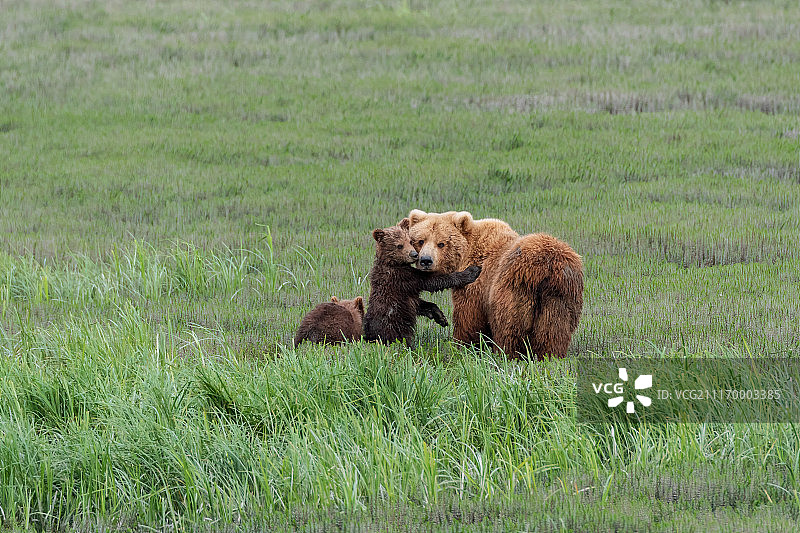 在麦克尼尔吃草图片素材