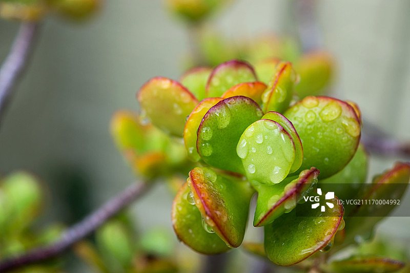 雨滴下的微距观赏的玉树图片素材