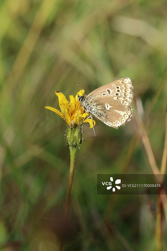 白垩山蓝蝶变异体图片素材