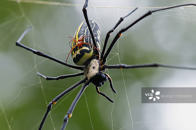 木蜘蛛图片素材