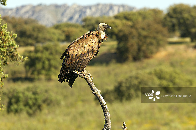 兀鹫图片素材