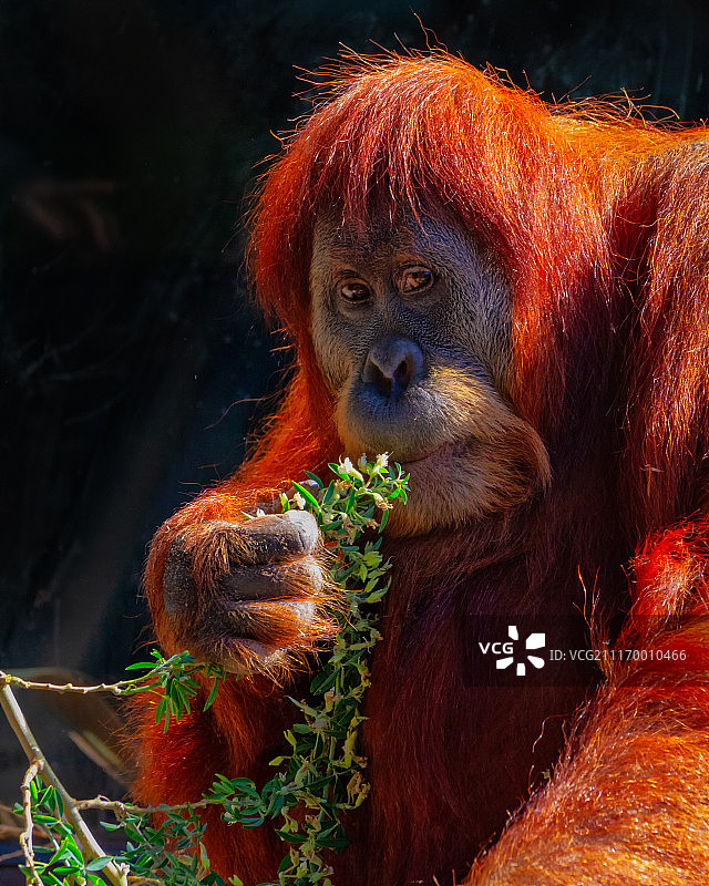 红毛猩猩特写肖像图片素材