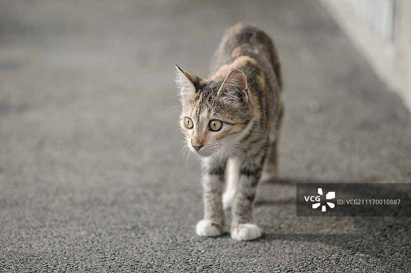 家猫特写图片素材