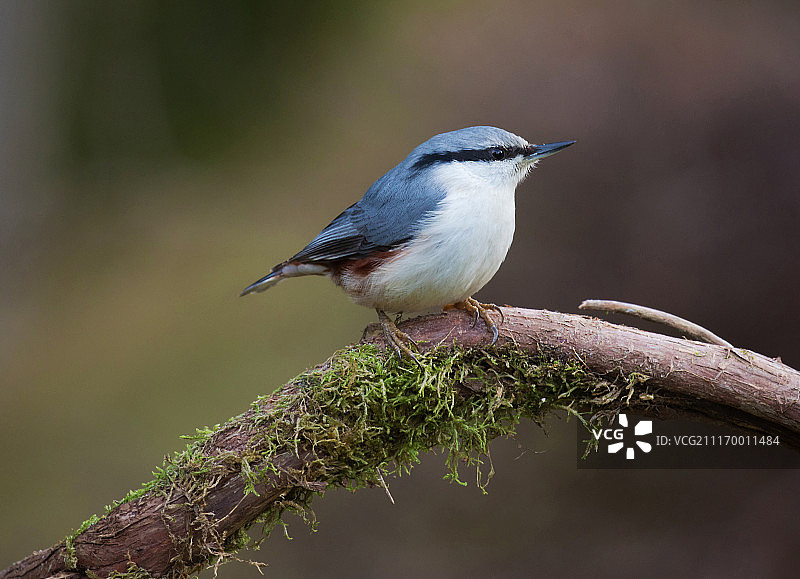 欧亚䴓图片素材