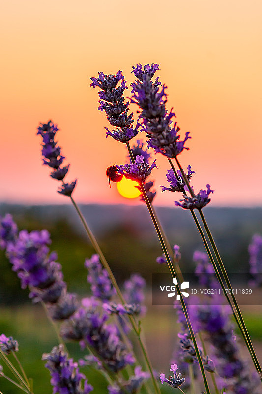 昆虫与花图片素材