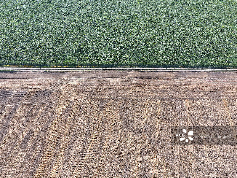 麦田与向日葵田地的交界线航拍图片素材