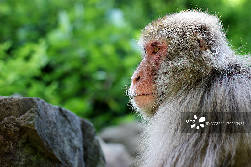 岩石背景下的猕猴侧面照图片素材