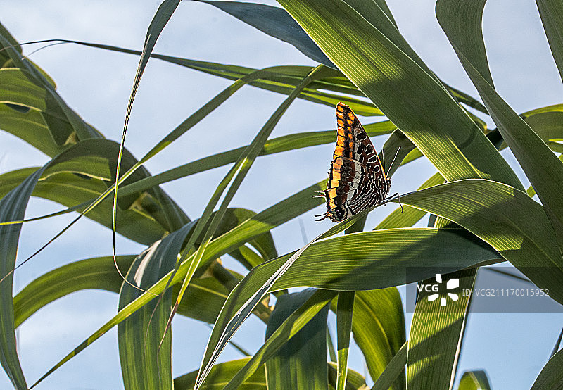 麝香凤蝶图片素材