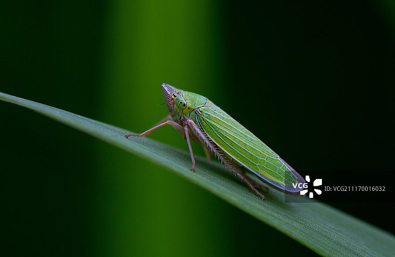 俄勒冈州的叶蝉图片素材