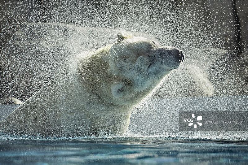 北极熊（Ursus maritimus）甩水的景色图片素材