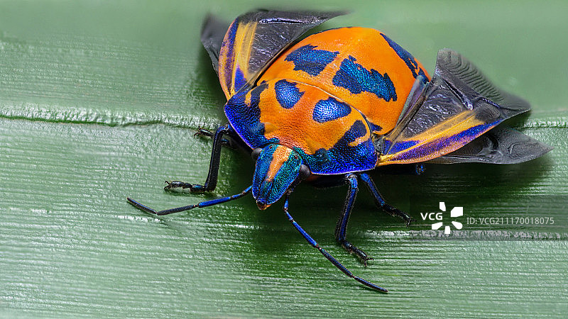 木槿小丑虫特写图片素材